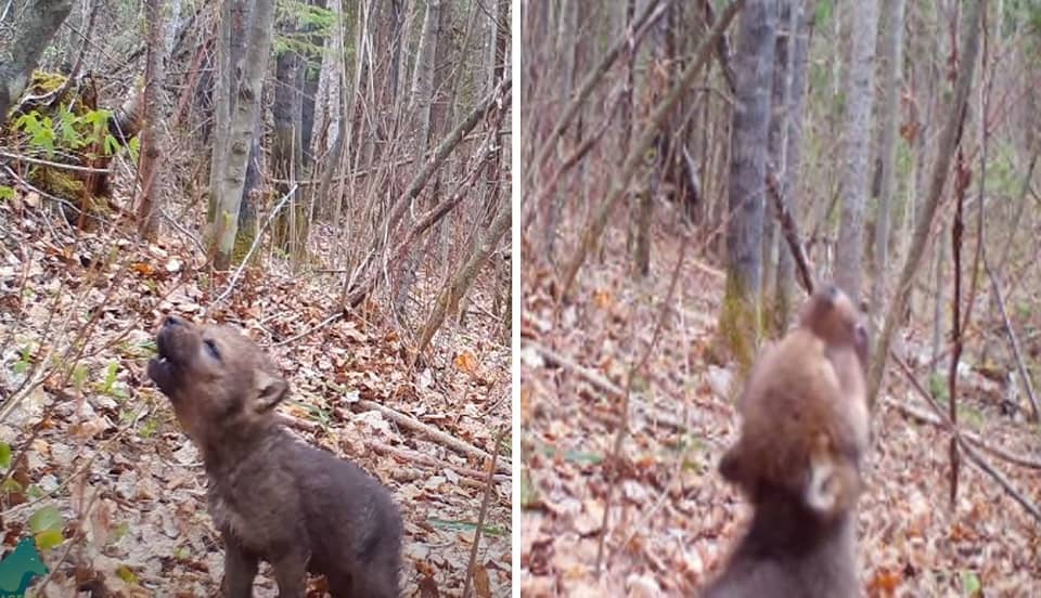 (VIRAL) Captan los primeros aullidos de un lobo bebé en medio del bosque de Estados Unidos